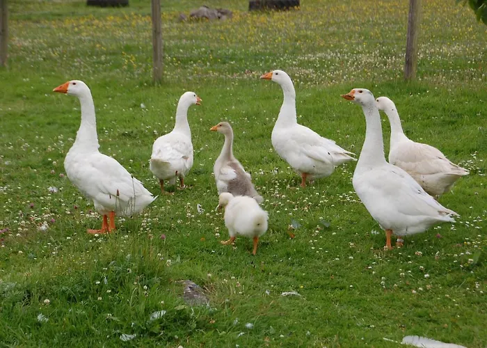The Little Flock Farm