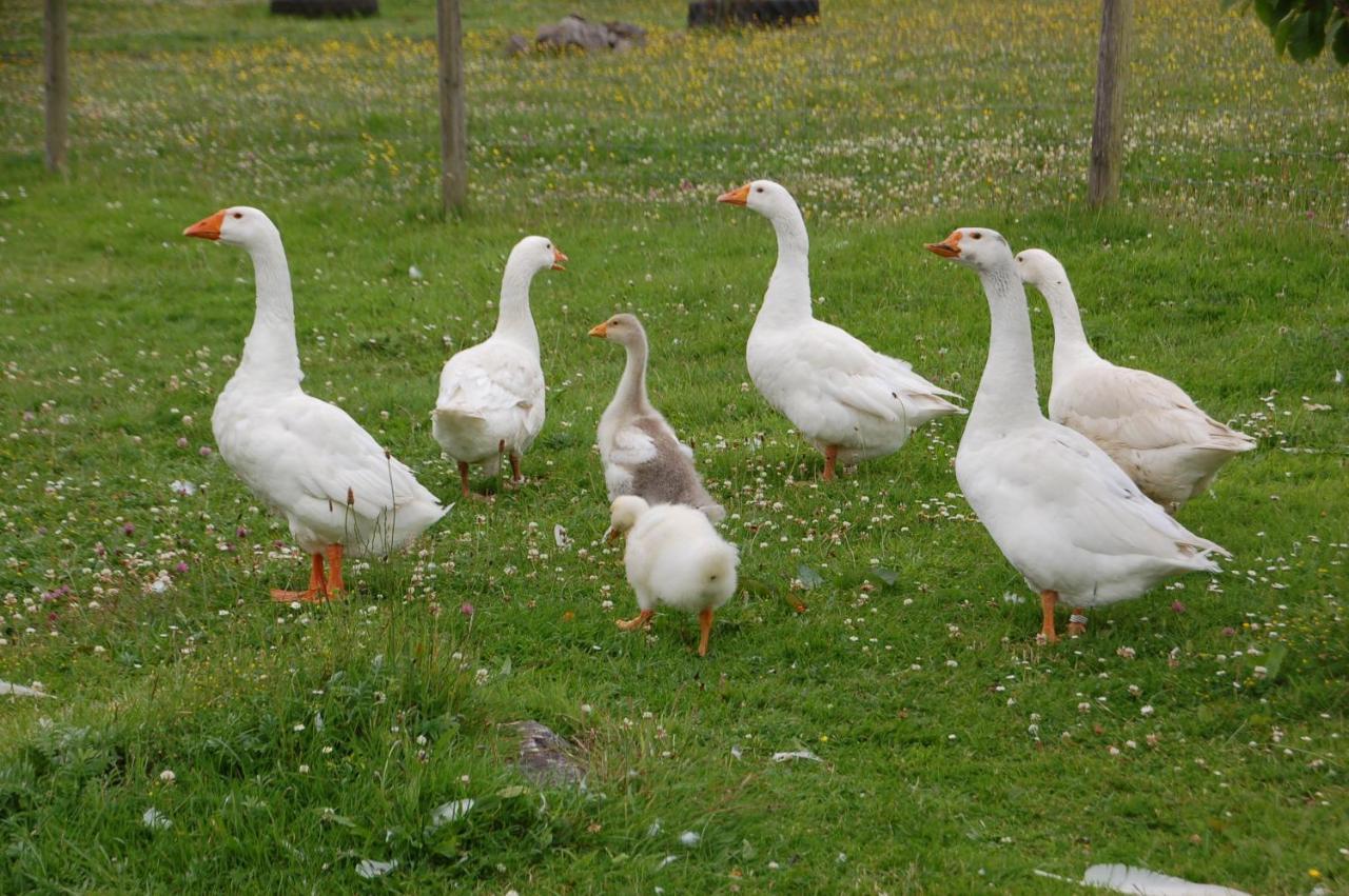 The Little Flock Farm Cloonmore